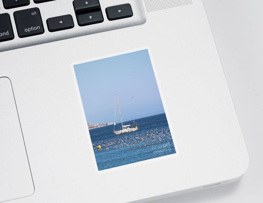 Guernsey Sticker featuring the photograph Guernsey Gulls by Eddie Barron