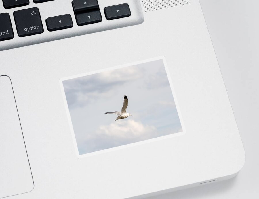 Gull Sticker featuring the photograph Gull in Flight by Holden The Moment