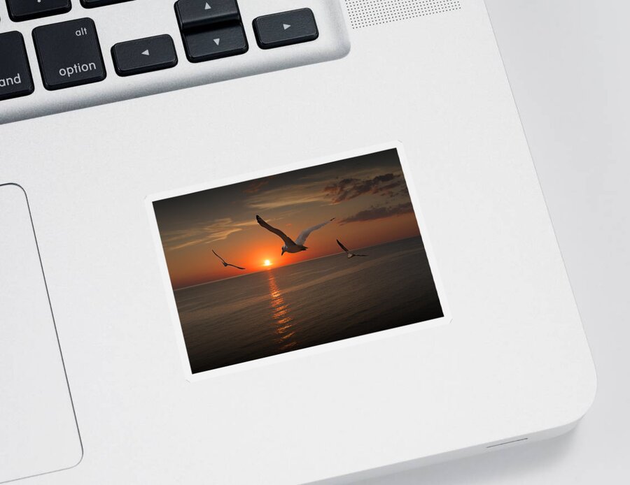Gull Sticker featuring the photograph Gulls Flying towards the Sun by Randall Nyhof