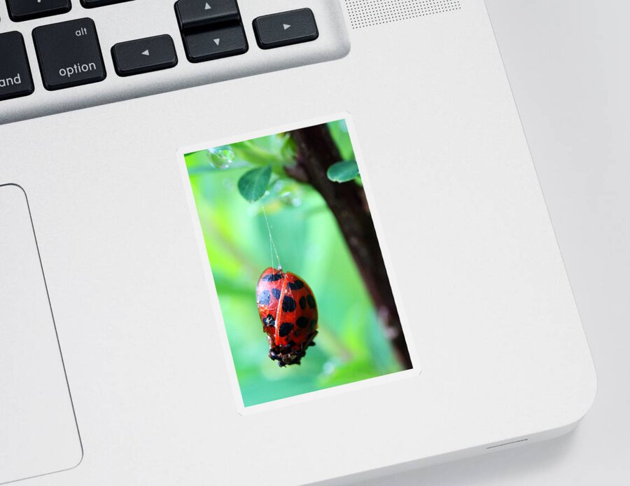 Insects Sticker featuring the photograph Hanging By a Fine Line by Jennifer Robin