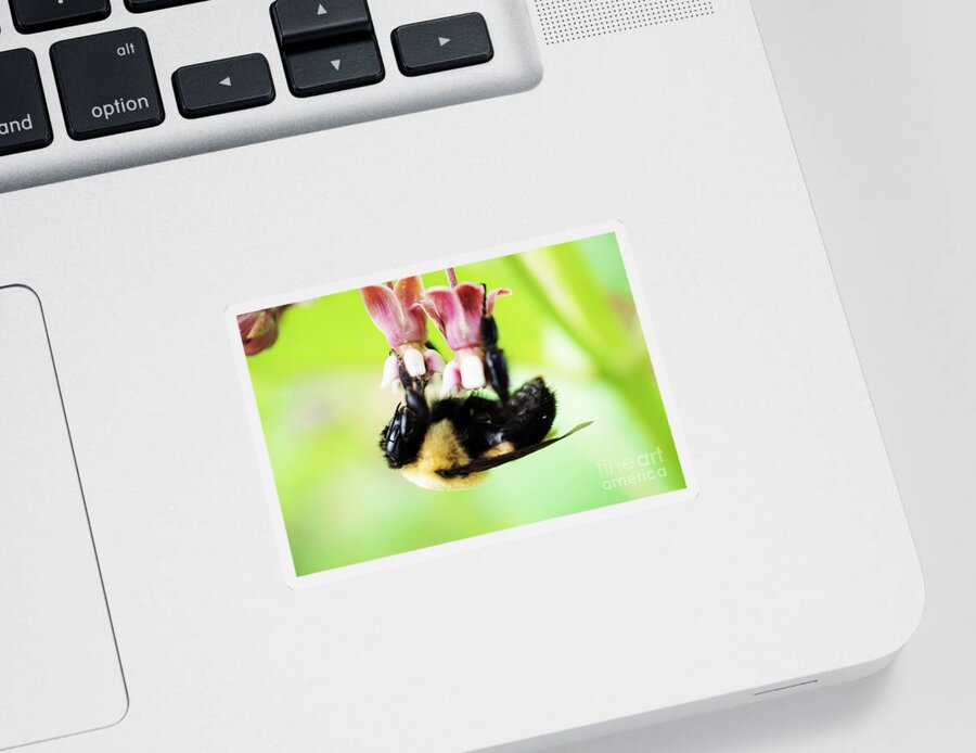 Bees Sticker featuring the photograph Hanging in by Merle Grenz