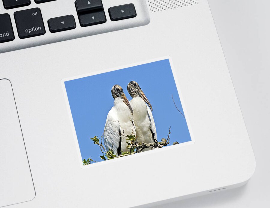Nature Sticker featuring the photograph Happy Couple by Kenneth Albin