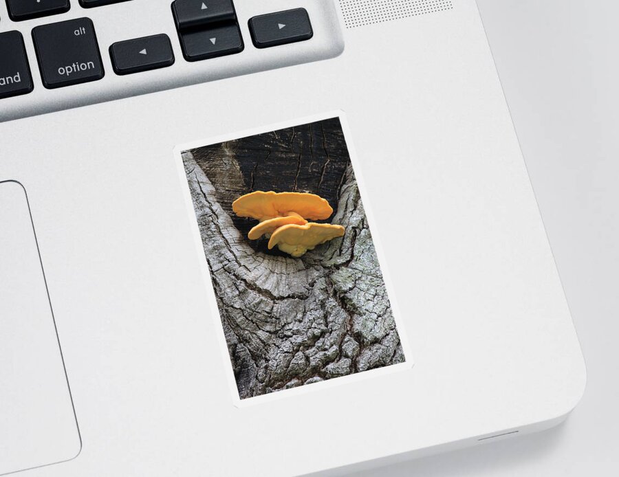 Photograph; Giclee Sticker featuring the photograph Happy Fungi by Suzanne Gaff