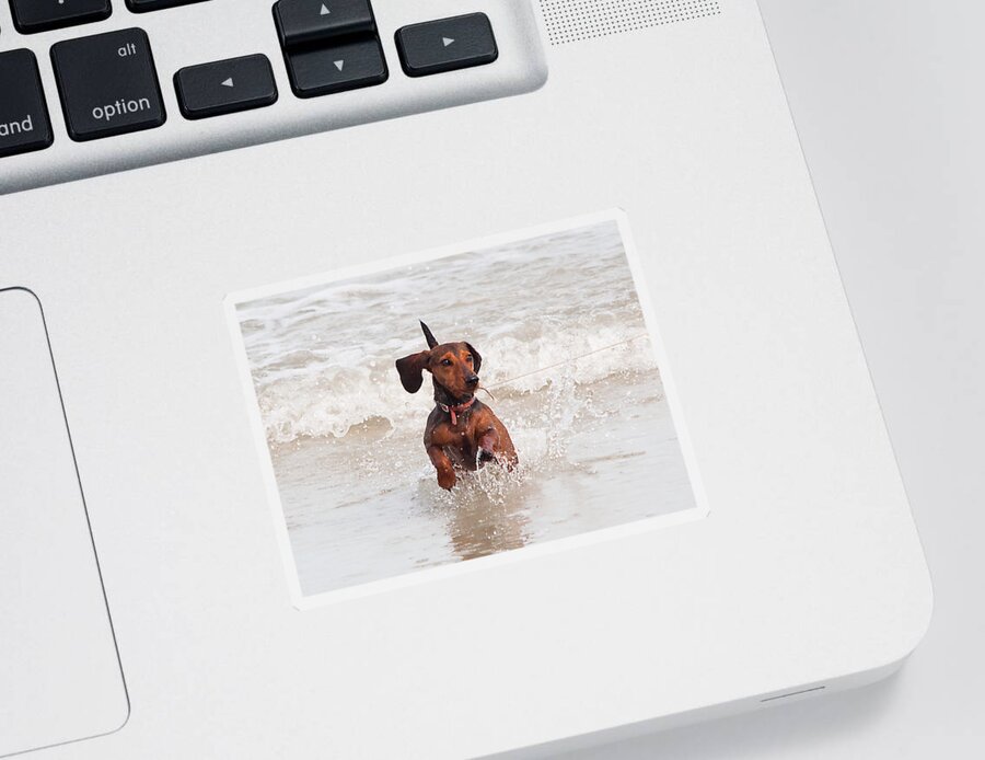 Scenery Sticker featuring the photograph Happy Surf Dog by Kenneth Albin