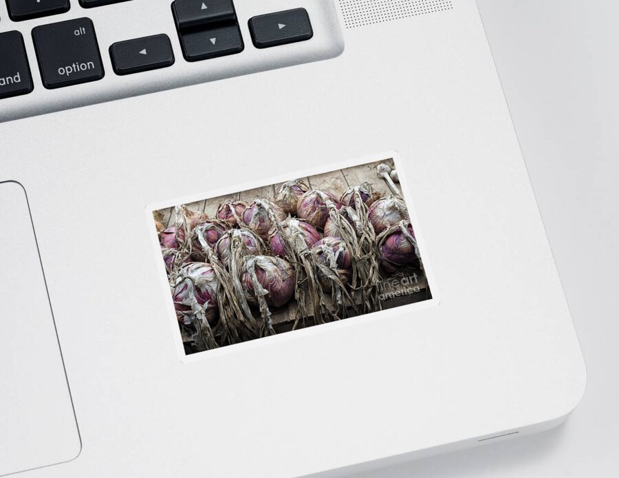 Allium Cepa Sticker featuring the photograph Harvested Onions Red Winter by Tim Gainey
