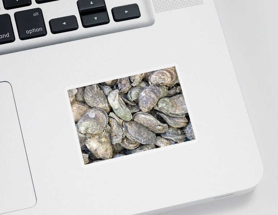 Oysters Sticker featuring the photograph Harvested Oysters by Inga Spence