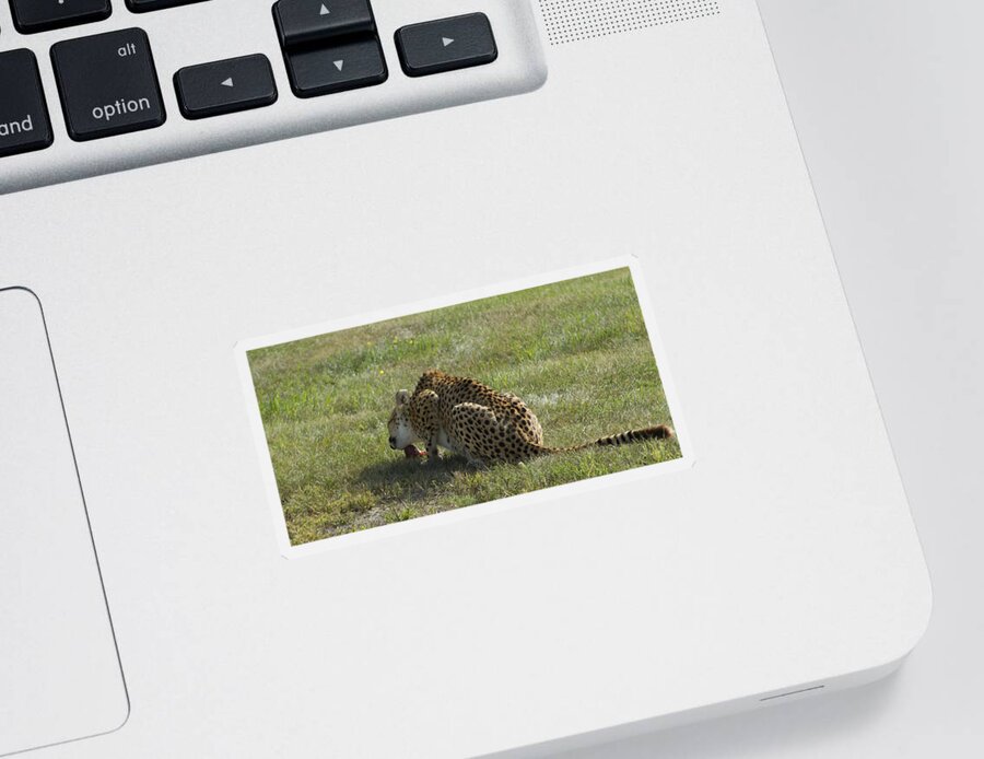Cheetah Sticker featuring the photograph Having Lunch by David Yocum