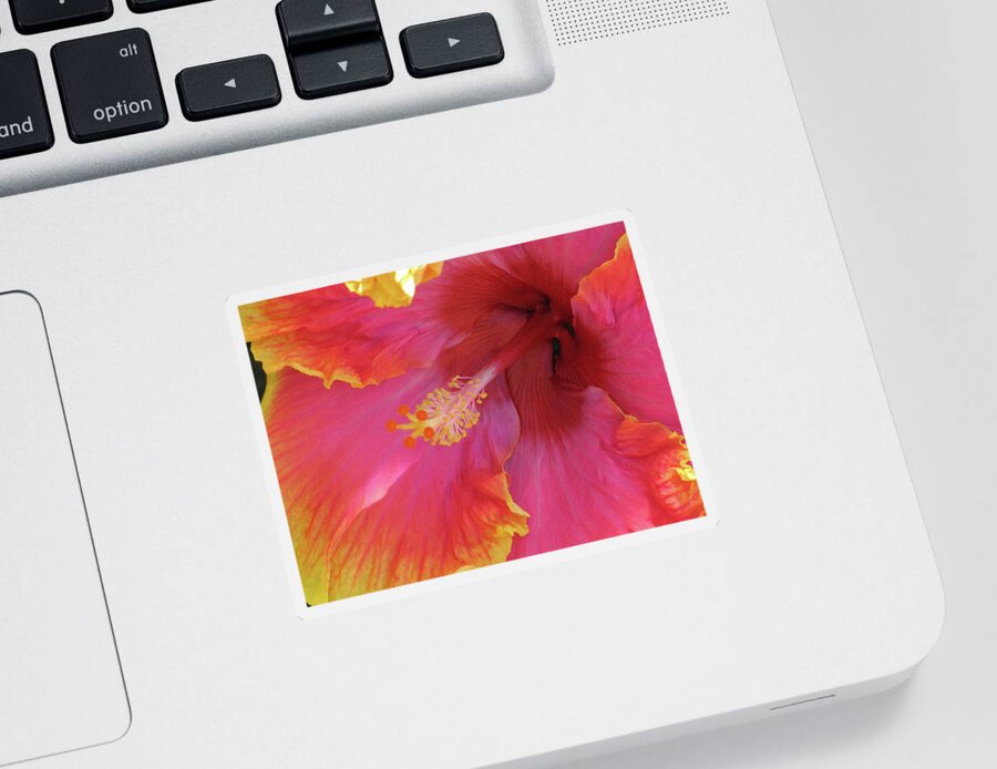 Hibiscus Sticker featuring the photograph Hawaiian Hibiscus - Orange and Red 06 by Pamela Critchlow