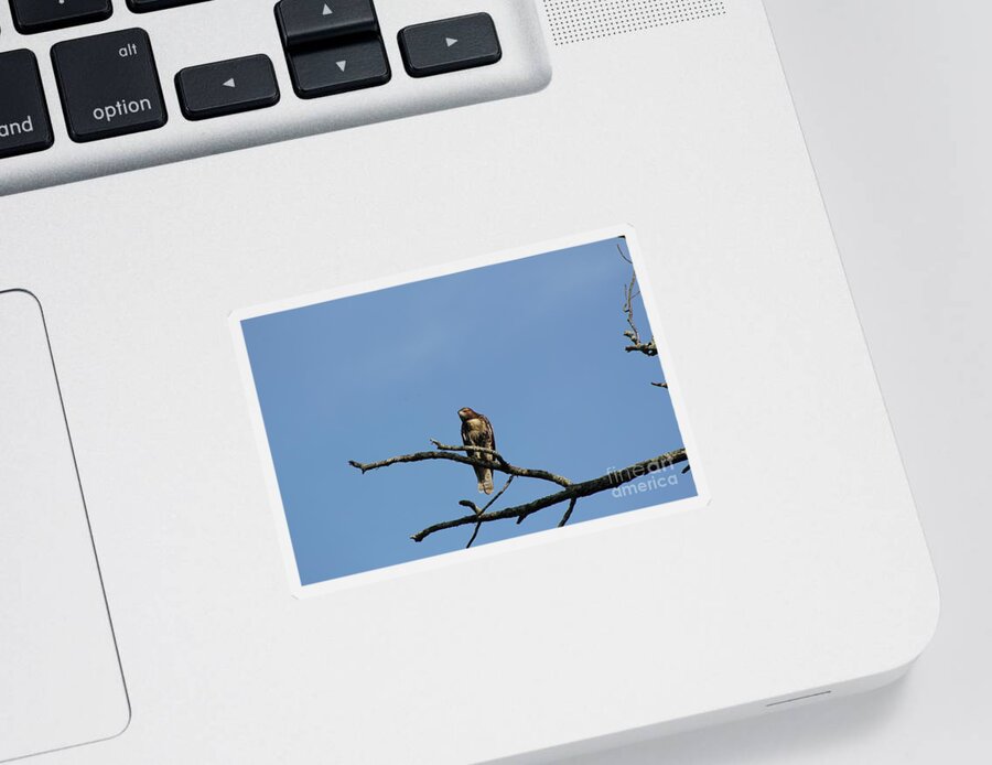 Hawk Sticker featuring the photograph Hawk on Tree by Neal Eslinger