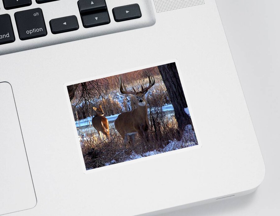 Deer Sticker featuring the digital art Heartbeat Of The Wild by Bill Stephens