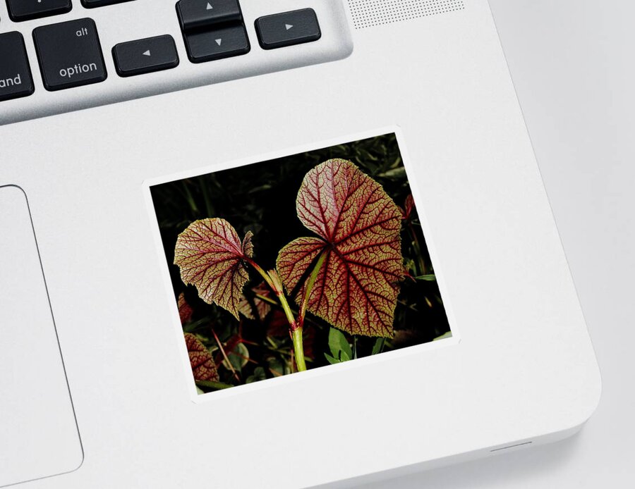 Begonia Sticker featuring the photograph Hearty Begonia Backside by Allen Nice-Webb