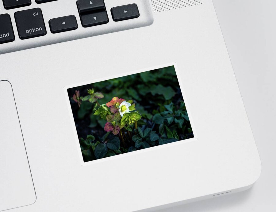 Flower Sticker featuring the photograph Helleborus from her garden by Davorin Mance
