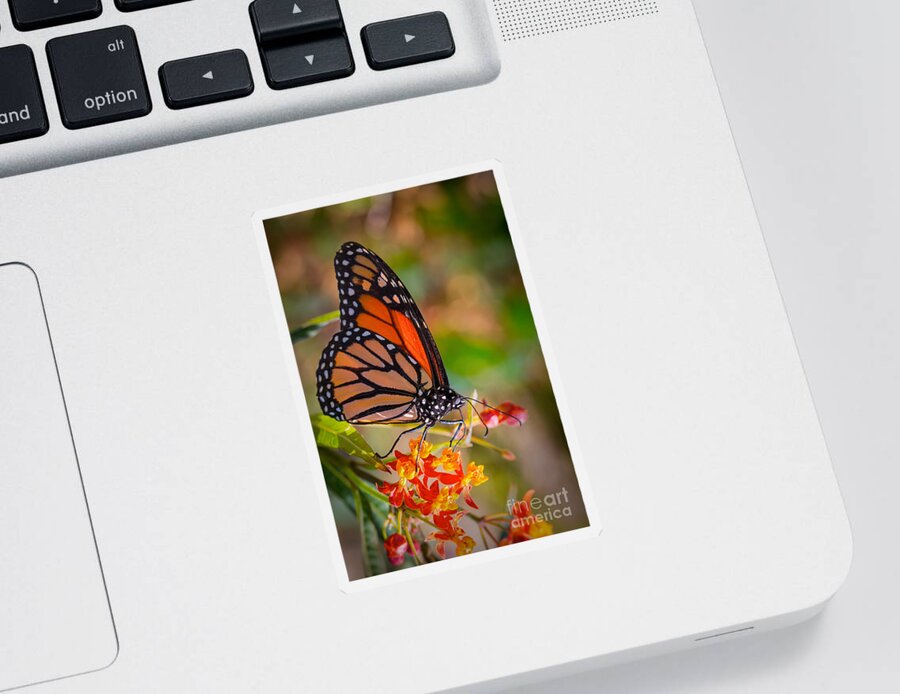 Butterfly Sticker featuring the photograph Hello Butterfly by Ana V Ramirez
