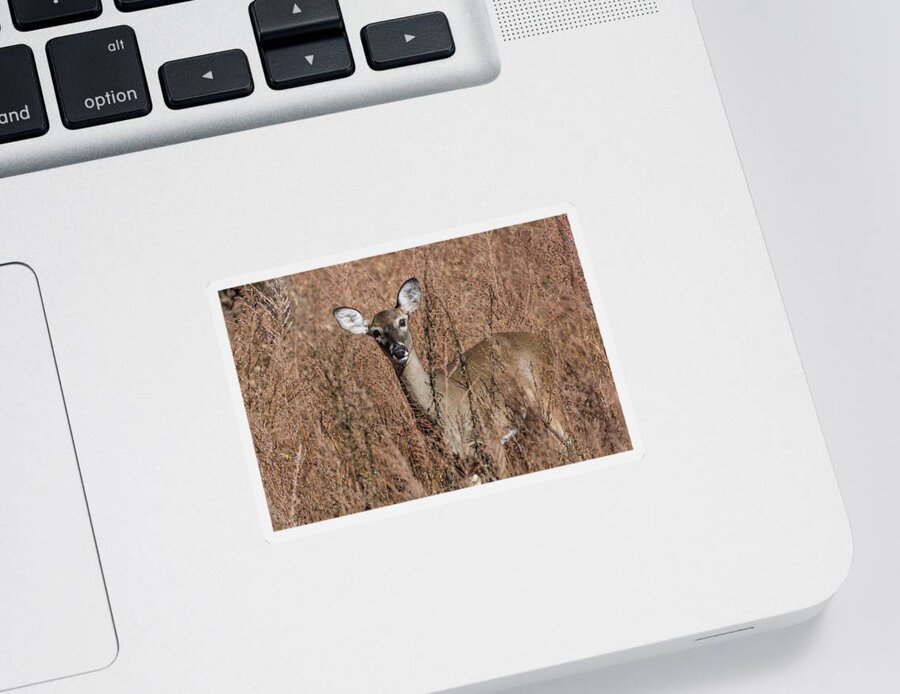 Wildlife Sticker featuring the photograph Hello by John Benedict
