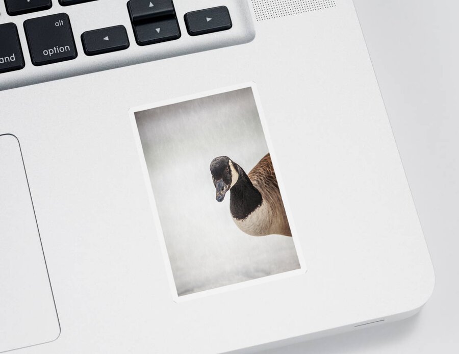 Canada Goose Point Sticker featuring the photograph Hello There by Karol Livote