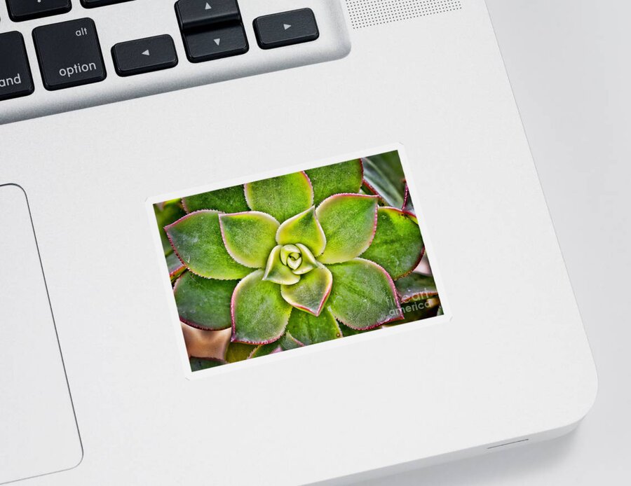 Hens And Chicks Photography Sticker featuring the photograph Hens and Chicks by Kerri Farley