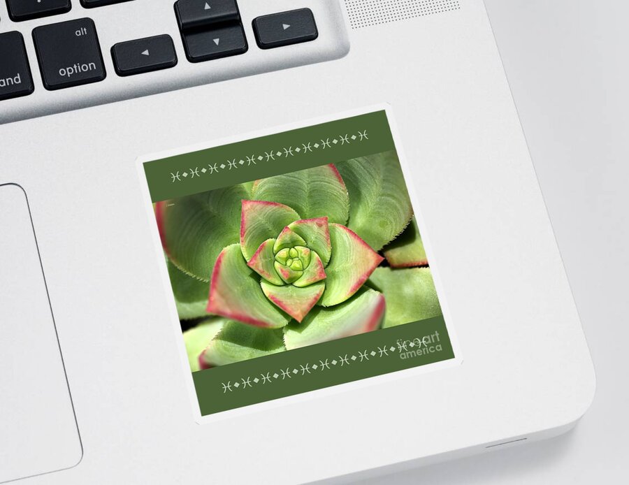 Joy Watson Sticker featuring the photograph Hens And Chicks Succulent And Design by Joy Watson