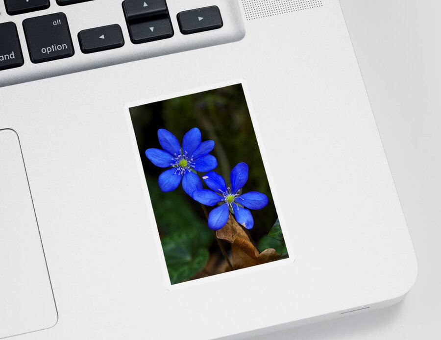 Blossom Sticker featuring the photograph Hepatica nobilis by Ivan Slosar