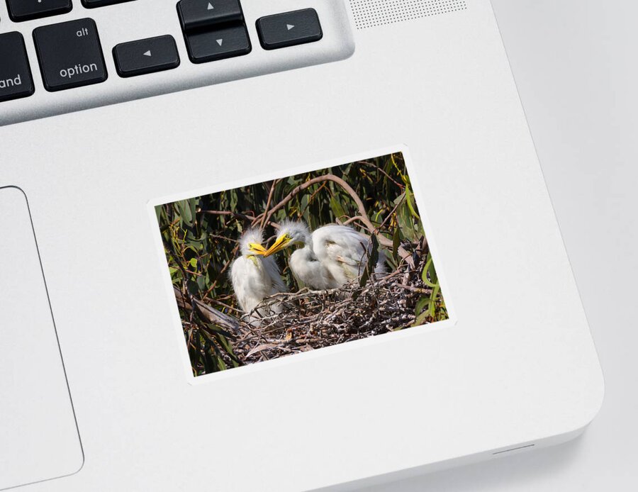 Heron Sticker featuring the photograph Heron Babies in their Nest by Kathleen Bishop