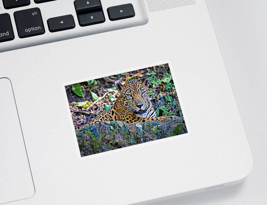 Cat Sticker featuring the photograph Hey kitty, kitty by Tatiana Travelways