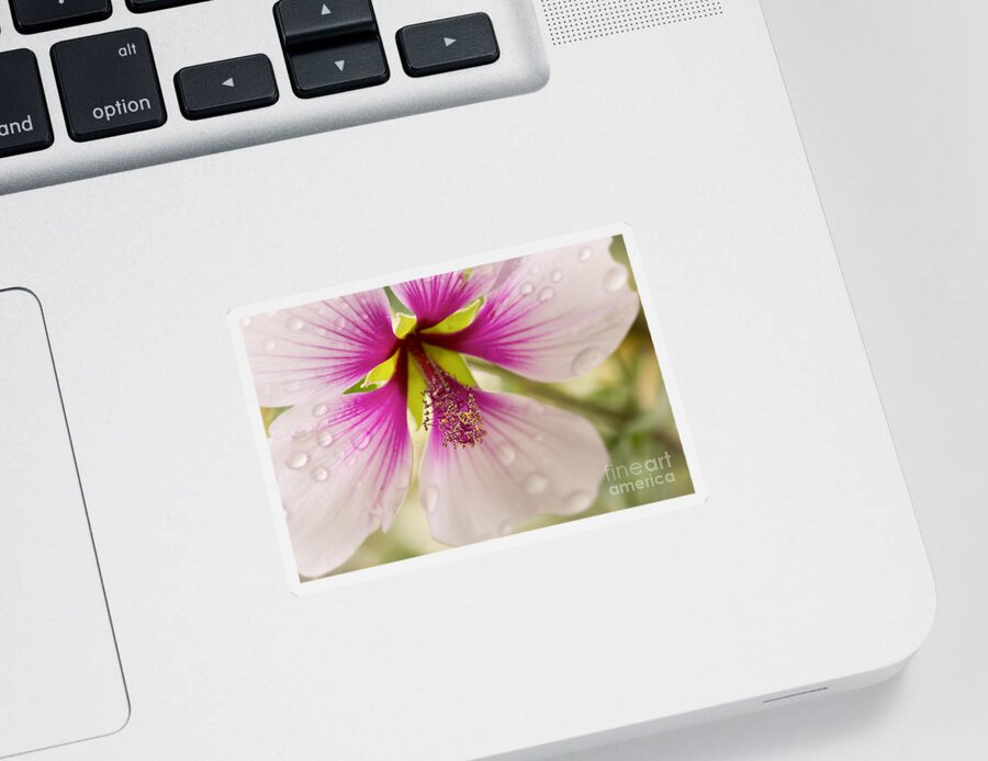 Flower Sticker featuring the photograph Hibiscus After the Rain by Ana V Ramirez