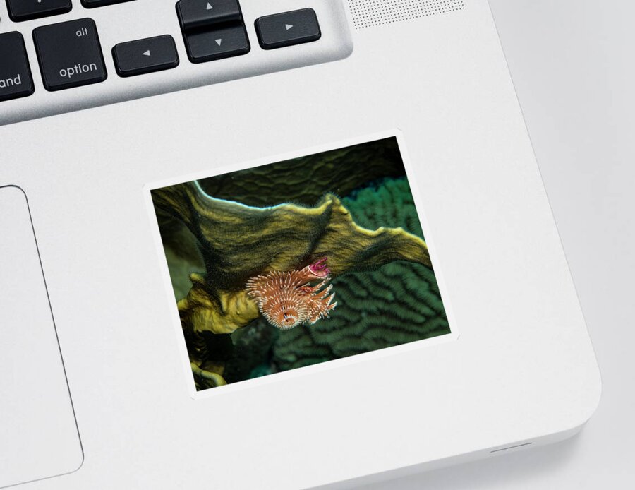 Bonaire Sticker featuring the photograph Hidden Christmastree Worm by Jean Noren