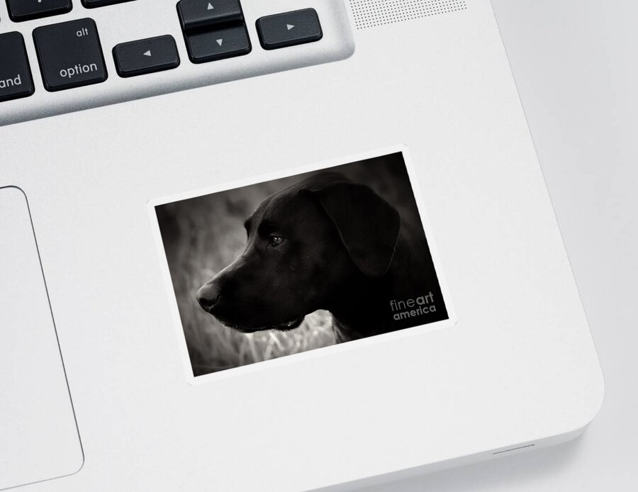 Black Dog Sticker featuring the photograph High Gloss by Clare Bevan