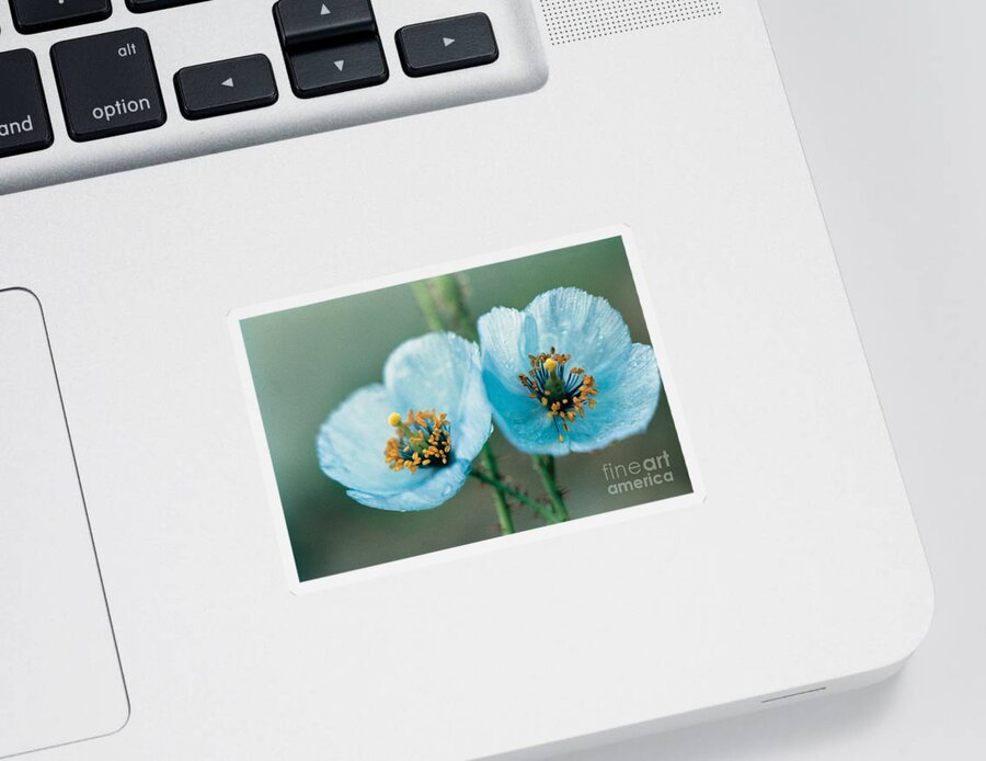 Himalayan Blue Poppy Sticker featuring the photograph Himalayan Blue Poppy by American School