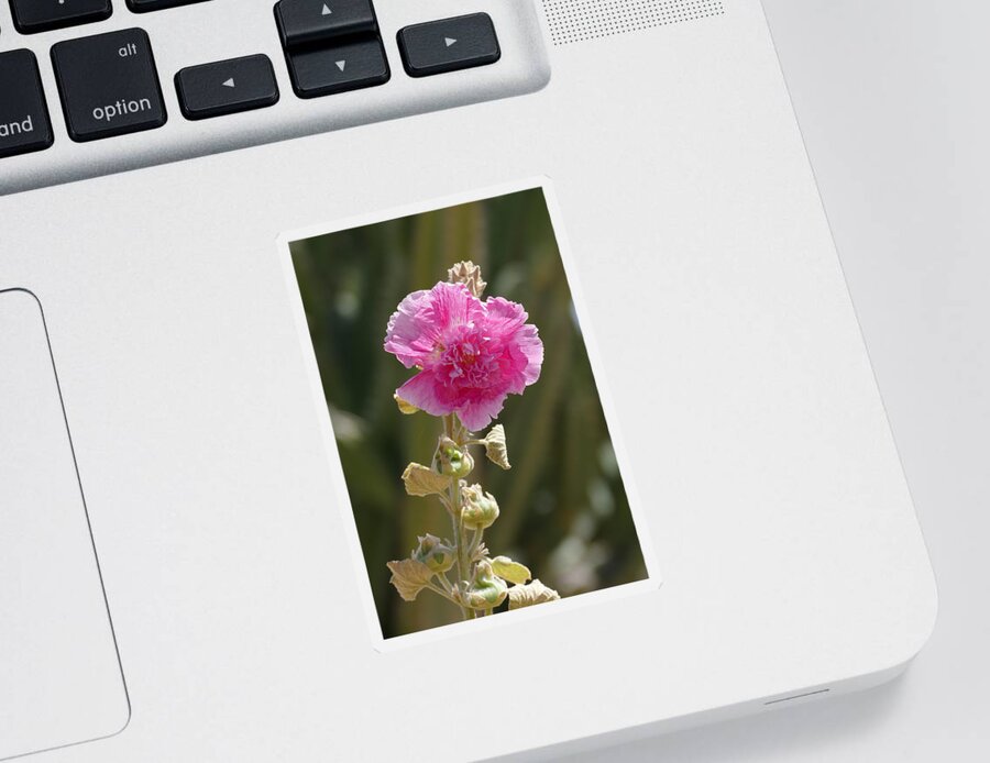Nature Sticker featuring the photograph Hollyhock by Laurel Powell