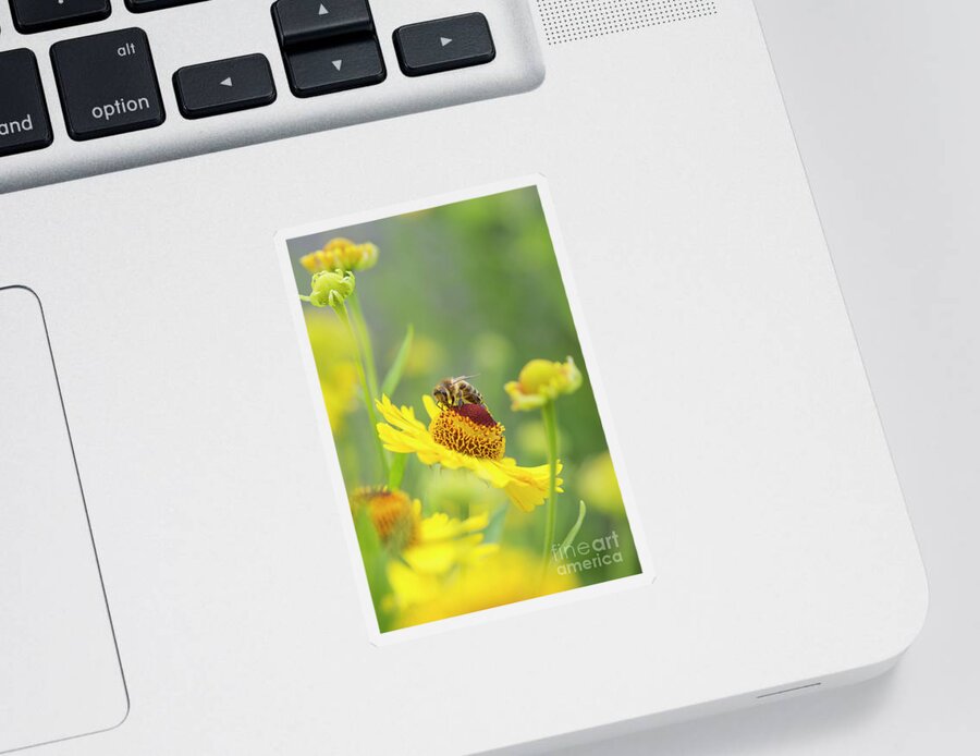 Honey Bee Sticker featuring the photograph Honey Bee on Helenium Riverton Beauty Flower by Tim Gainey