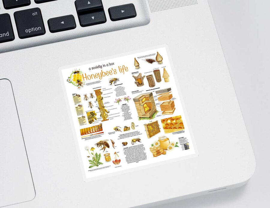 Honey Sticker featuring the drawing Honey Bees Infographic by Gina Dsgn