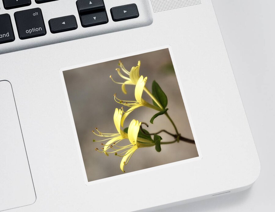 Floral Sticker featuring the photograph Honeysuckle by Shirley Mitchell