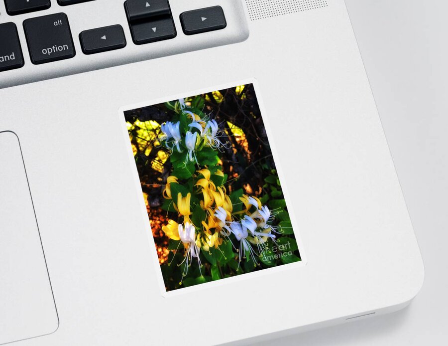 500 Views Sticker featuring the photograph Honeysuckle Sweet by Jenny Revitz Soper