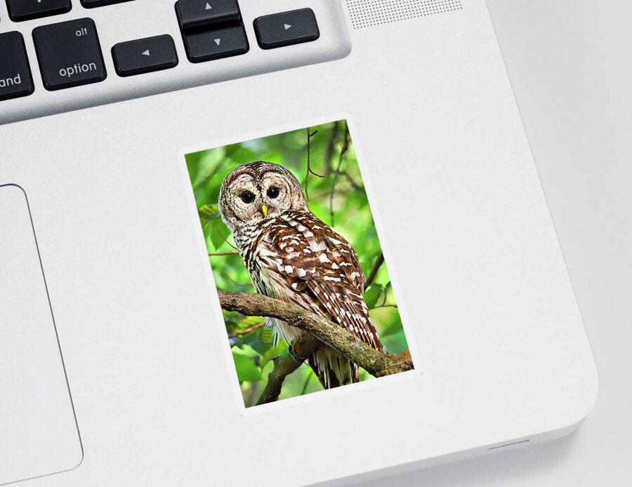 Owl Sticker featuring the photograph Hoot Owl by Christina Rollo