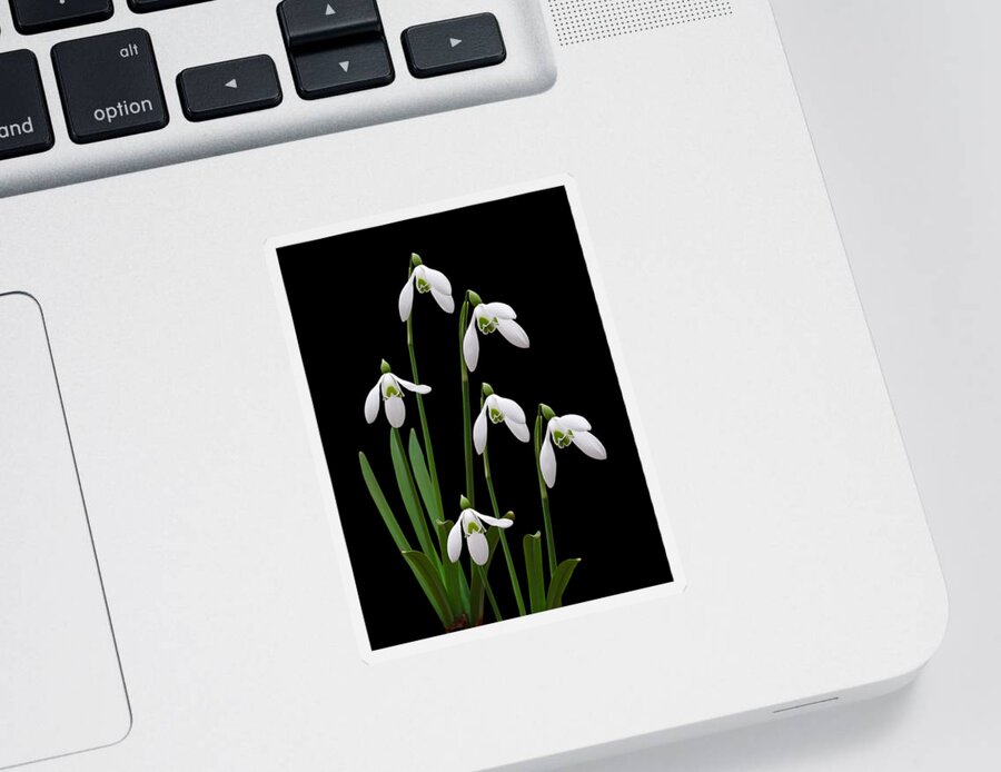 Snowdrops Sticker featuring the photograph Hope - Snowdrops on Black by Gill Billington