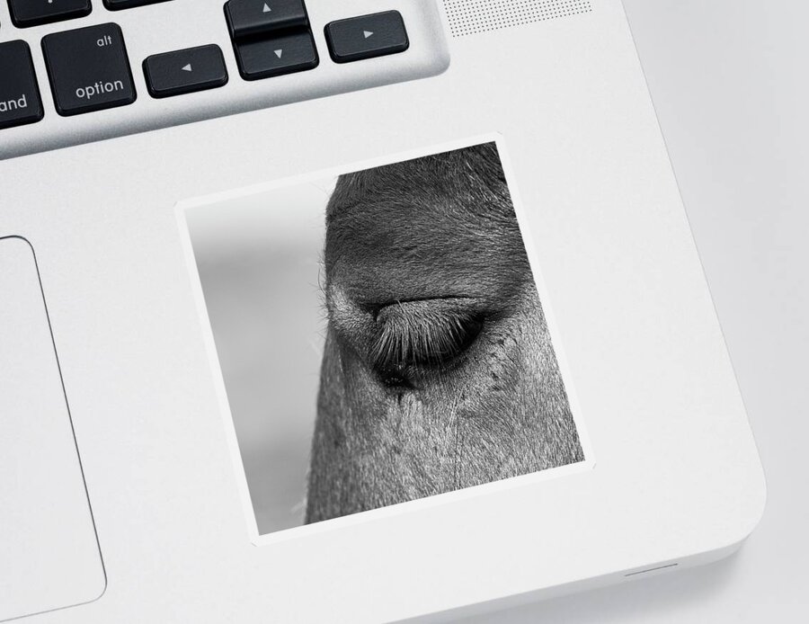 Eye Of The Horse Sticker featuring the photograph Horse Lashes by Paul Freidlund