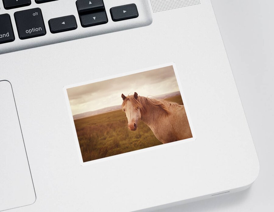 Horse; Retro; Vintage; Animal; Wild; Warm; Sunset; Vignette; Golden; Beautiful; Nature; Landscape; Grass; Moor; Moorland; Clouds; Brown; Countryside; Rural; Light; Pony; Look; Field; Mane; Equestrian Sticker featuring the photograph Wild Horse by Steve Ball
