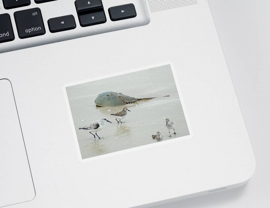 Sand Sticker featuring the photograph Horseshoe Crab with Migrating Shorebirds by Richard Bryce and Family