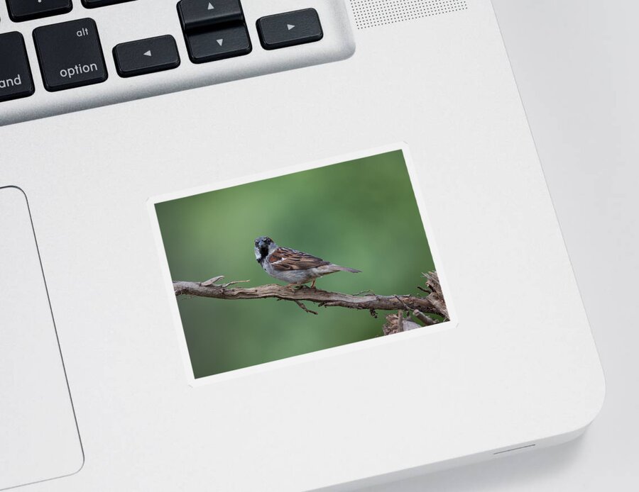 House Sparrow Sticker featuring the photograph House Sparrow by Holden The Moment