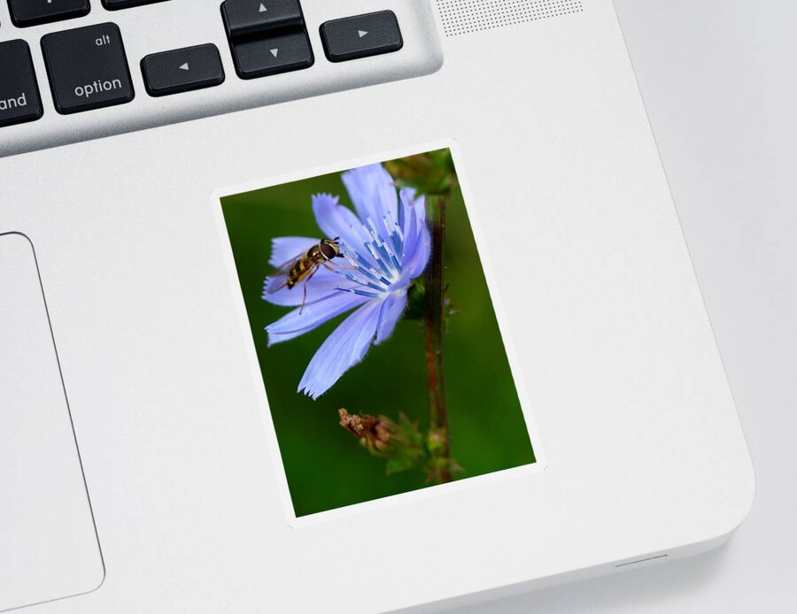 Flowers Sticker featuring the photograph Hover Fly And Chicory by Dorothy Lee