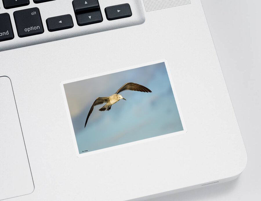 Gull Sticker featuring the photograph Hovering Gull by Fran Gallogly