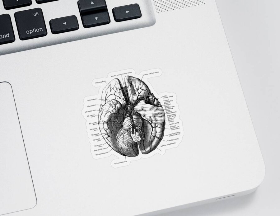 Brain Sticker featuring the drawing Human Brain Diagram - Anatomy Poster by Vintage Anatomy Prints