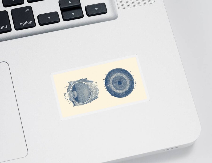 Eye Sticker featuring the drawing Human Eye Anatomy Diagram - Dual View by Vintage Anatomy Prints