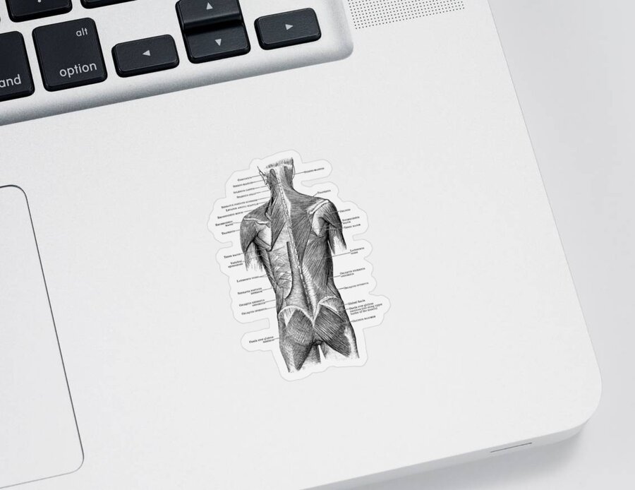 Glutes Sticker featuring the drawing Human Muscular System - Back and Glutes by Vintage Anatomy Prints