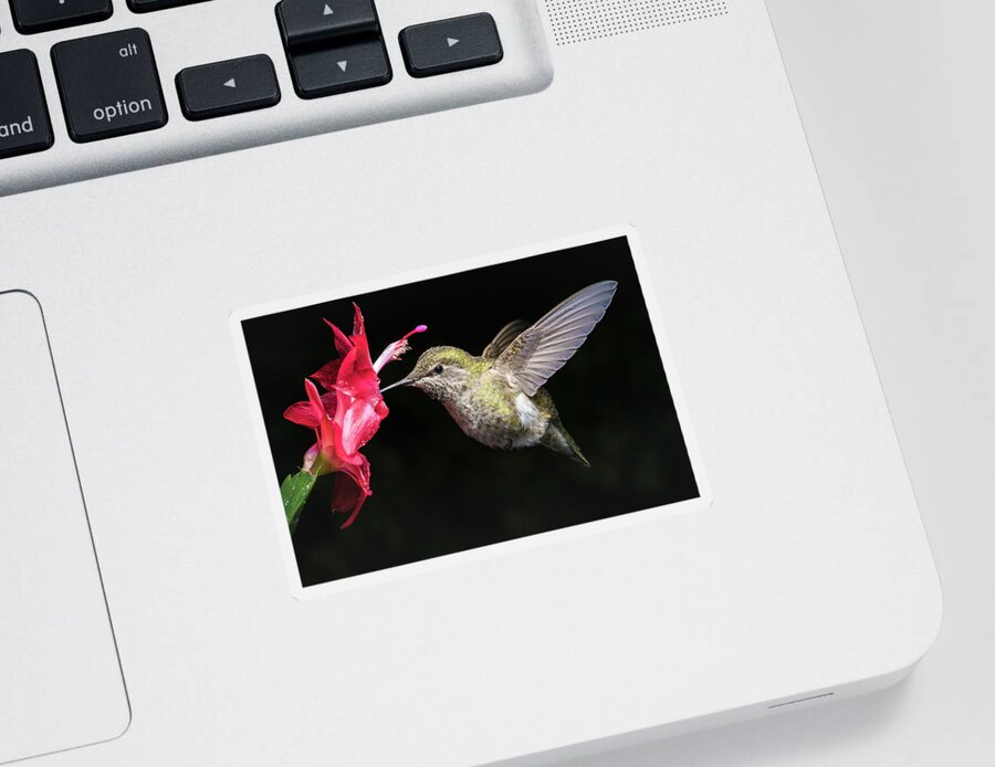 Anna Sticker featuring the photograph Hummingbird and red flower with dark background by William Lee