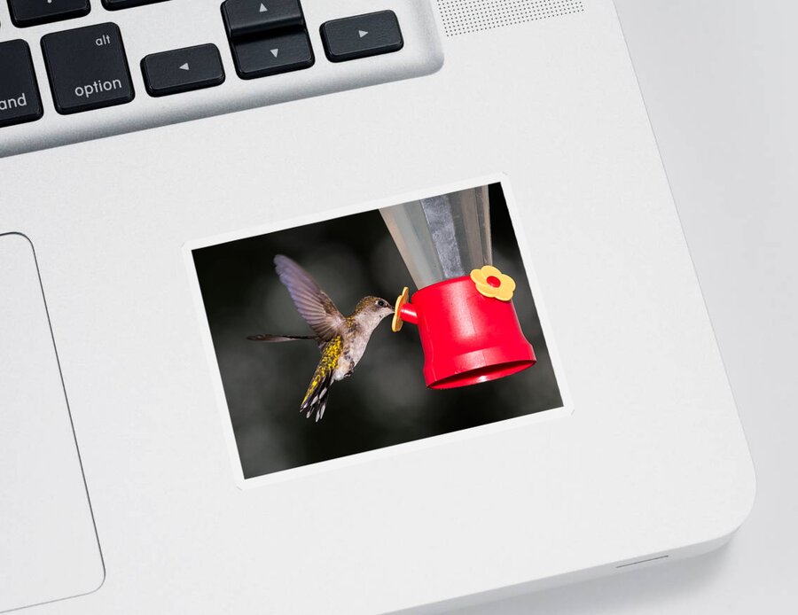Hummingbird Sticker featuring the photograph Hummingbird Gets A Drink by Holden The Moment