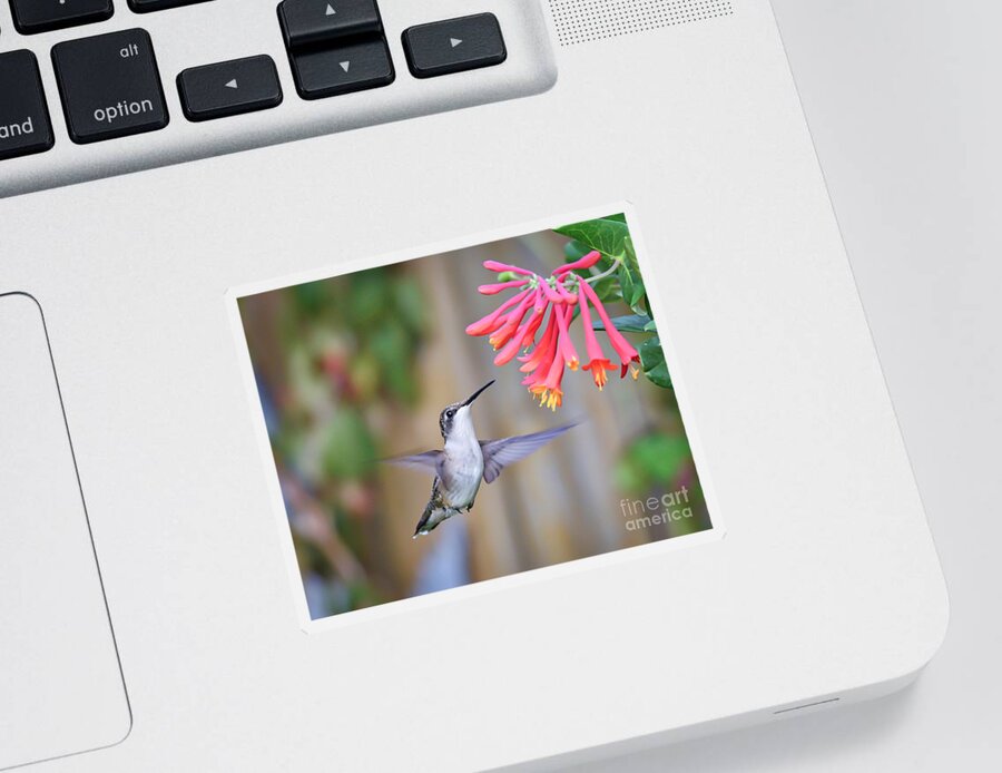 Hummingbird Sticker featuring the photograph Hummingbird Happiness 2 by Kerri Farley