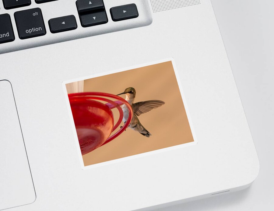 Hummingbird Sticker featuring the photograph Hummingbird Hello by Holden The Moment