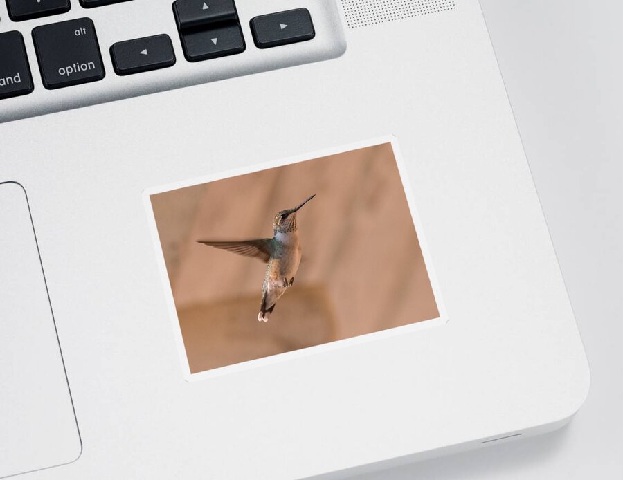 Hummingbird Sticker featuring the photograph Hummingbird In Flight by Holden The Moment
