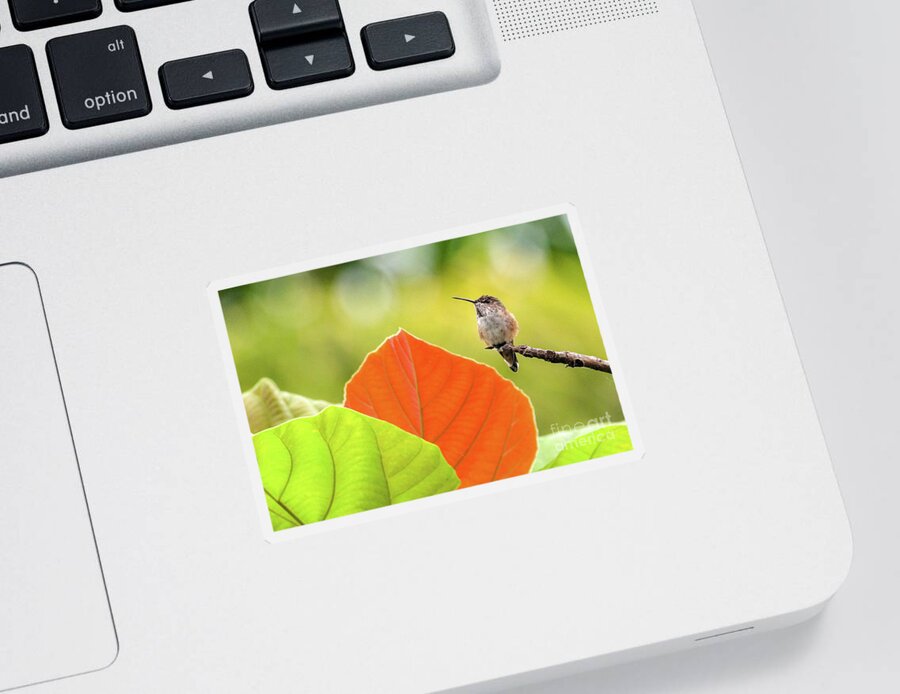 Orange Sticker featuring the photograph Hummingbird Orange Leaf by Lisa Manifold
